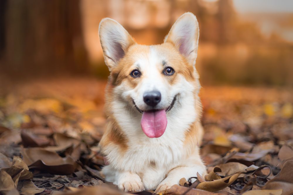 Фотография автора Patrícia Saraiva