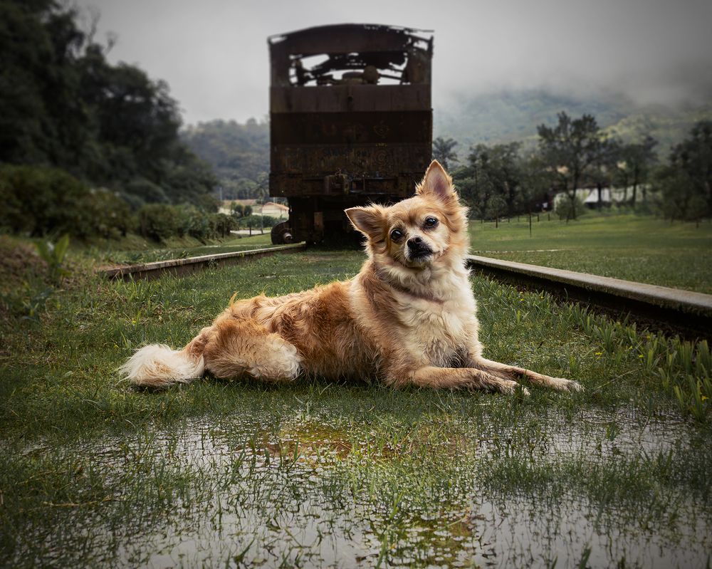Фотография автора Patrícia Saraiva