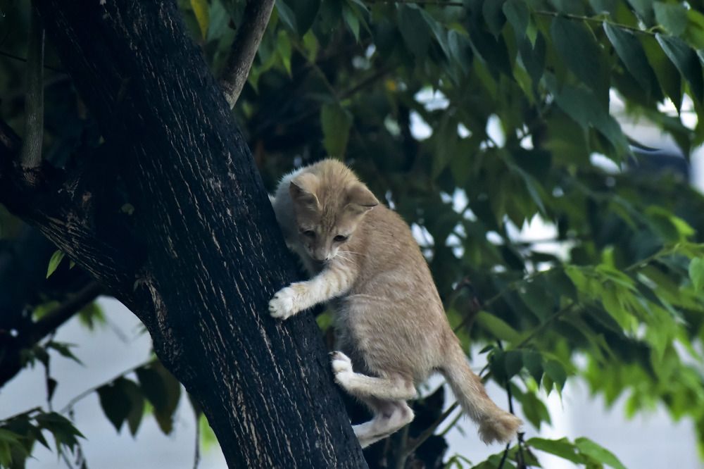 Photograph by Pujo Cahyono