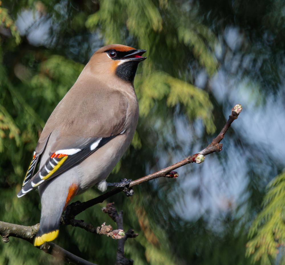 Этюды со свиристелем
