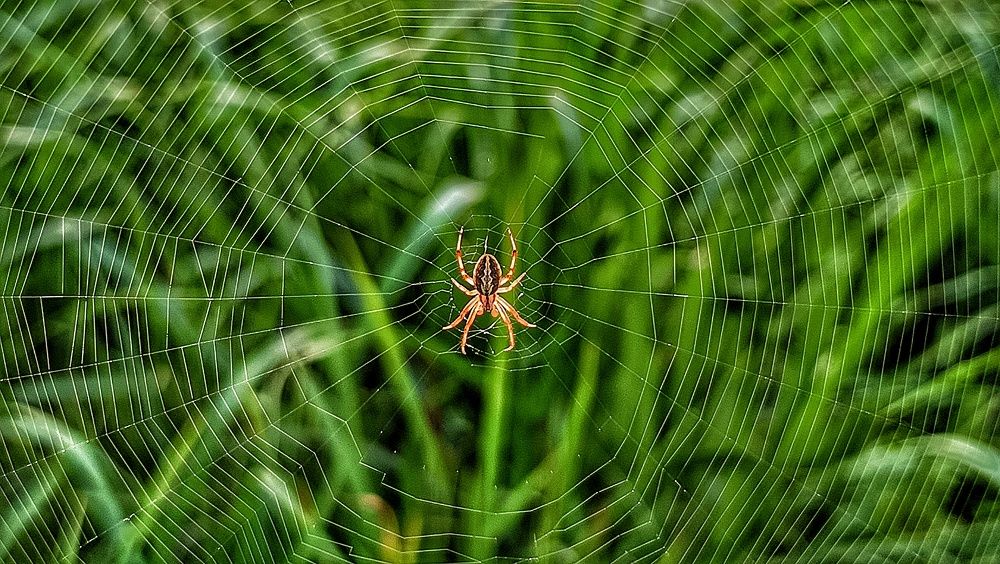 Leucauge Spider
