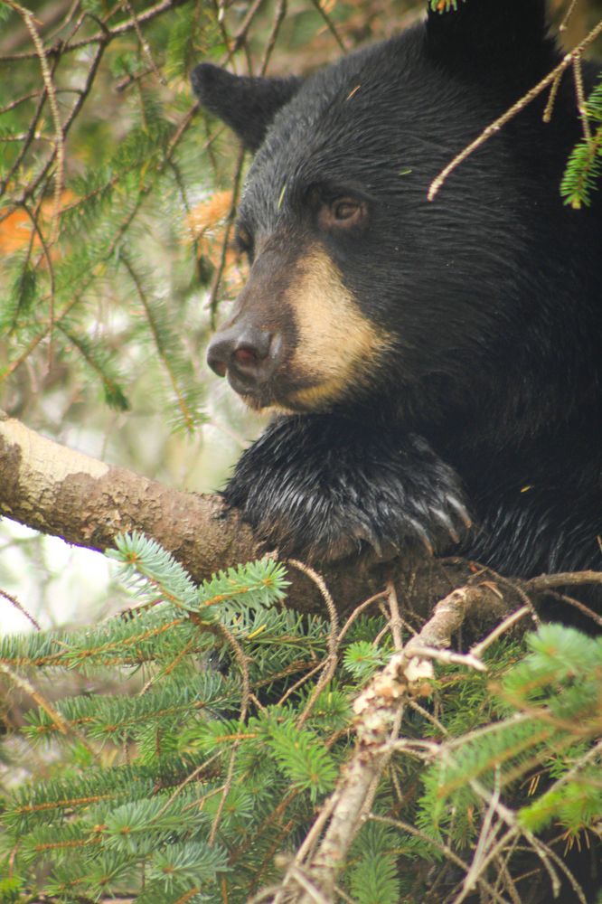 Лохматый романтик