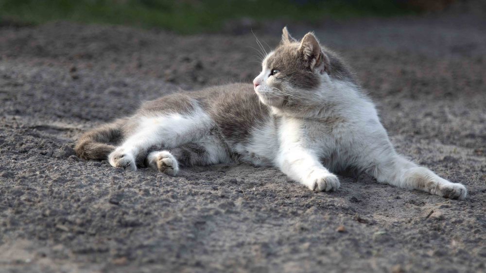 Весенняя лень