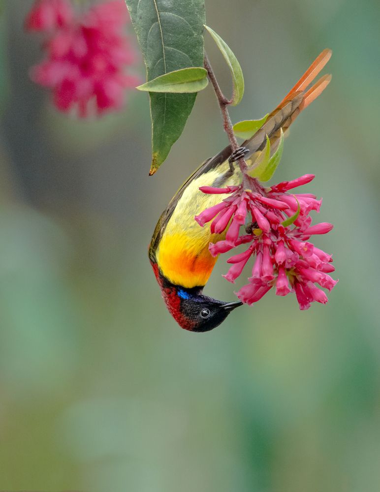 Photograph by Soumitra basak