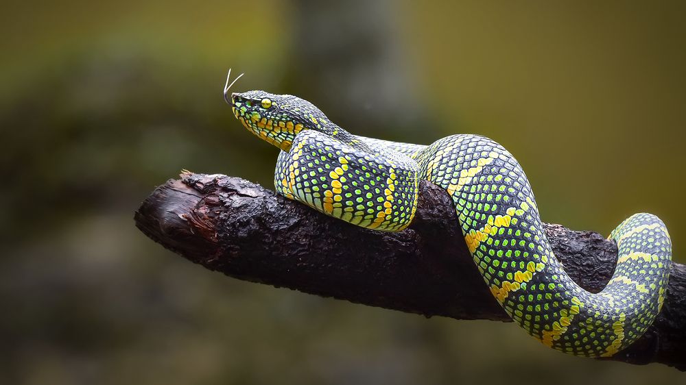 Tropidolaemus Wagleri