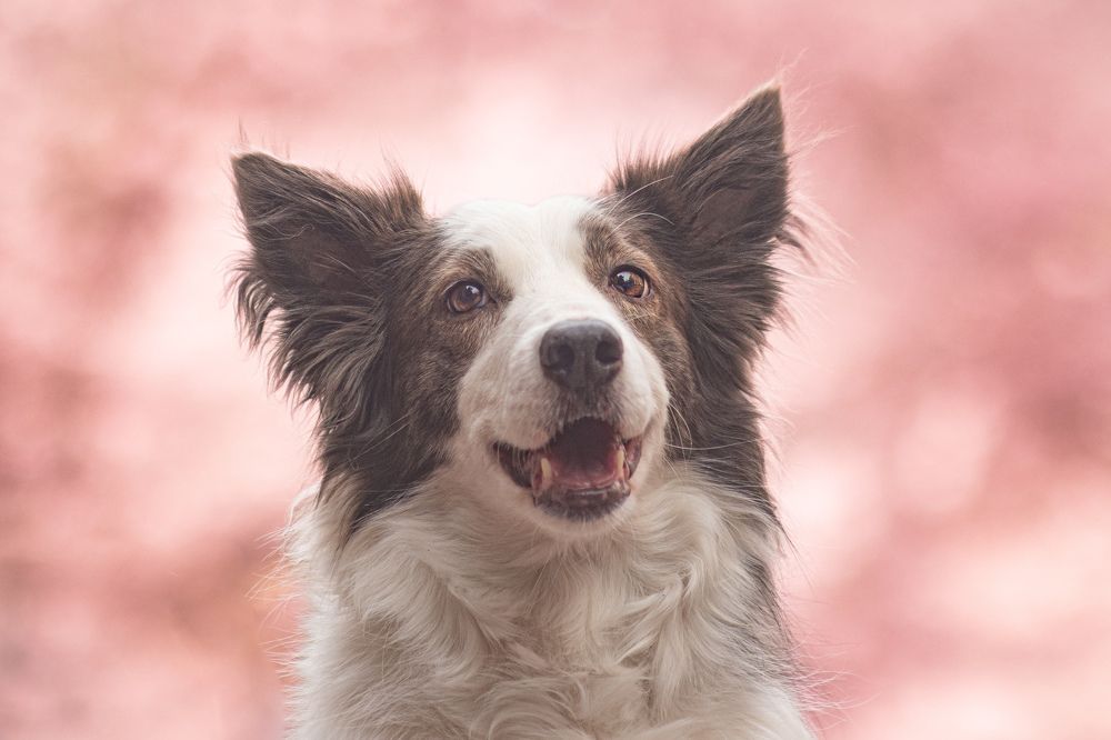 Photograph by Dex Deskins