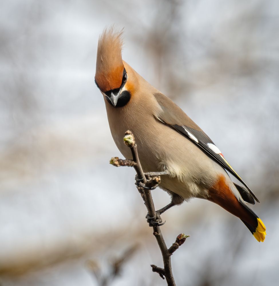 Этюды со свиристелем