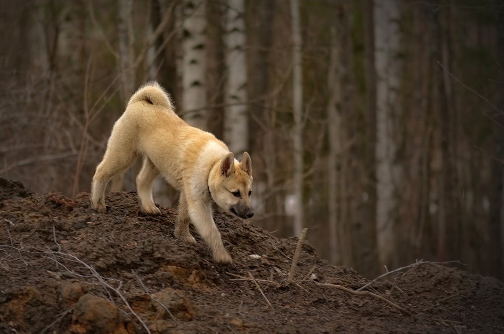 Иду по следу