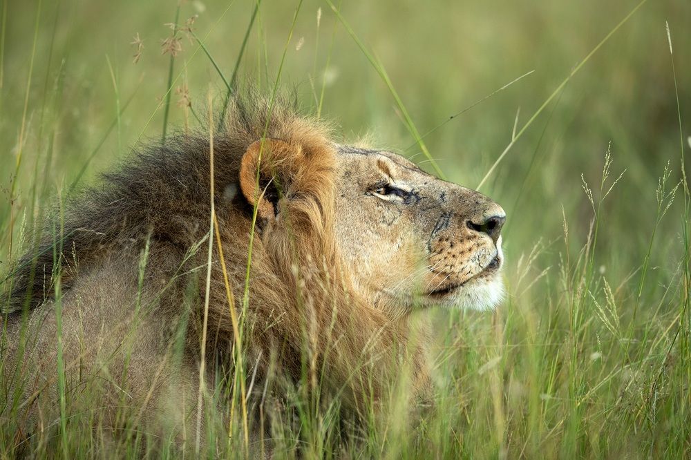 Photograph by Johan Willems