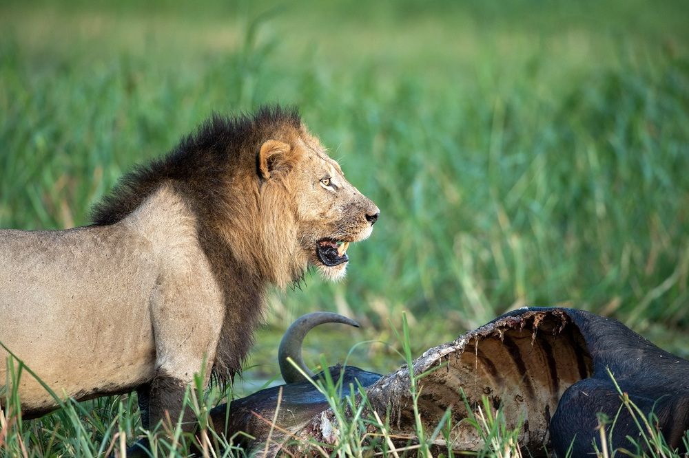 Photograph by Johan Willems