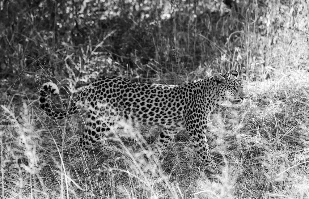 Photograph by Johan Willems