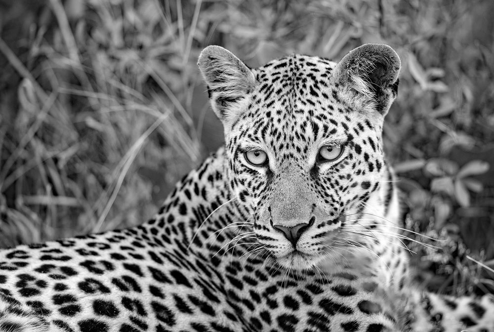 Photograph by Johan Willems