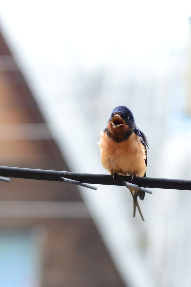 Photograph by Anna Kopchenko