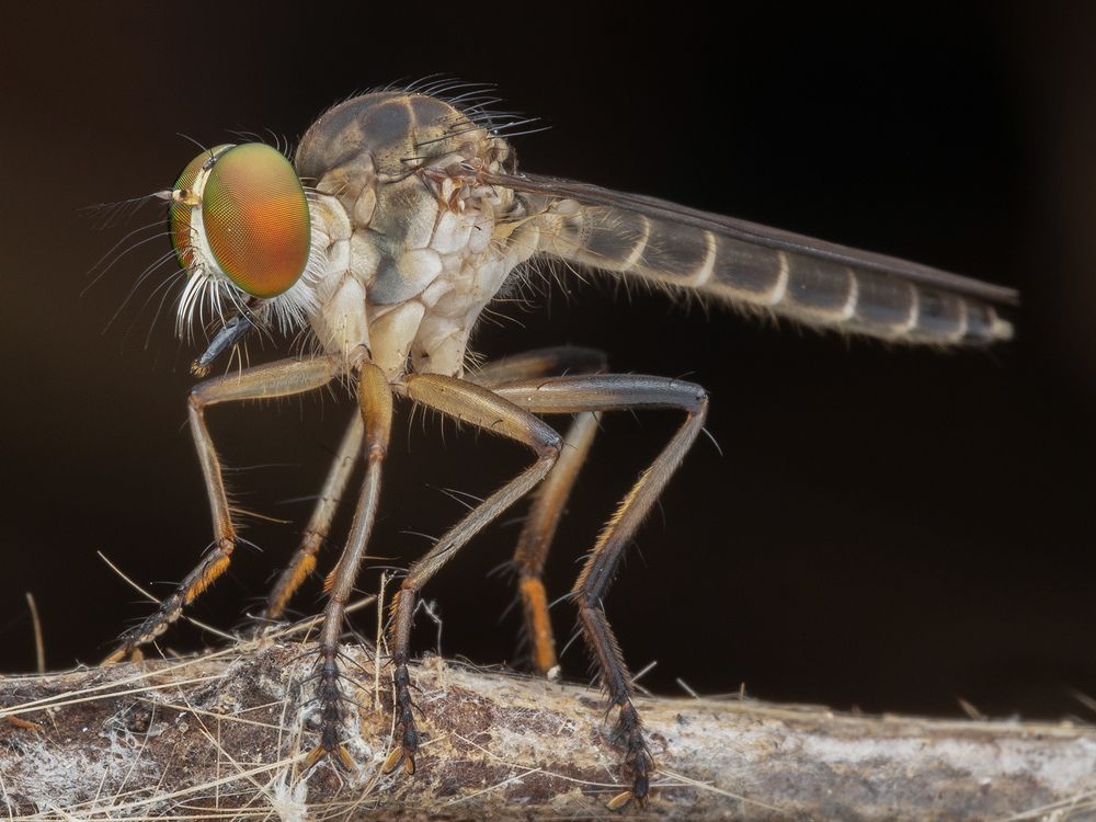 Фотография автора TAN LING ZI