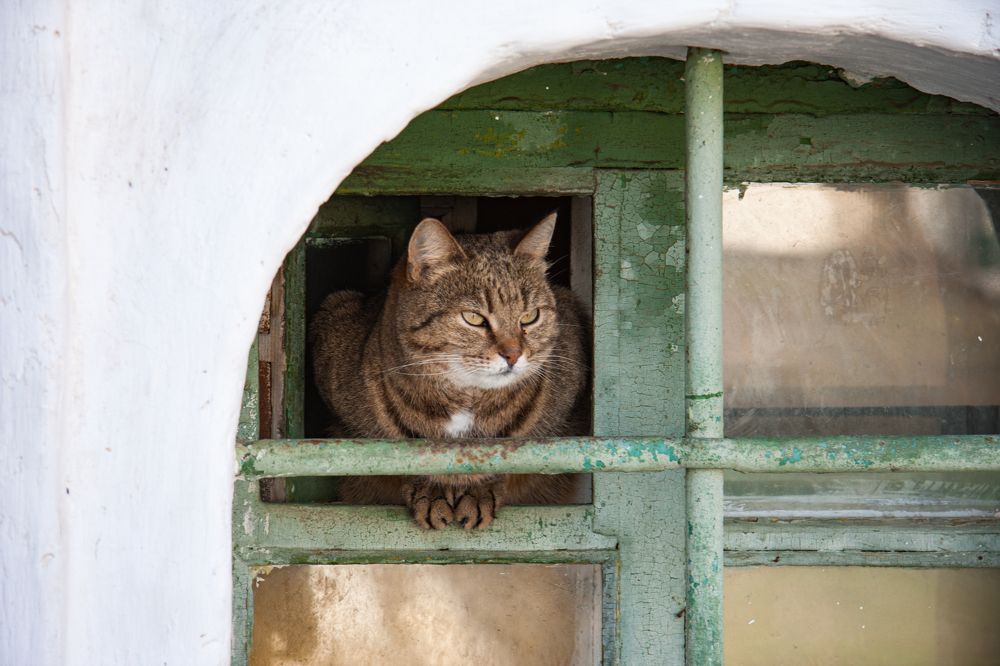 Наблюдатель