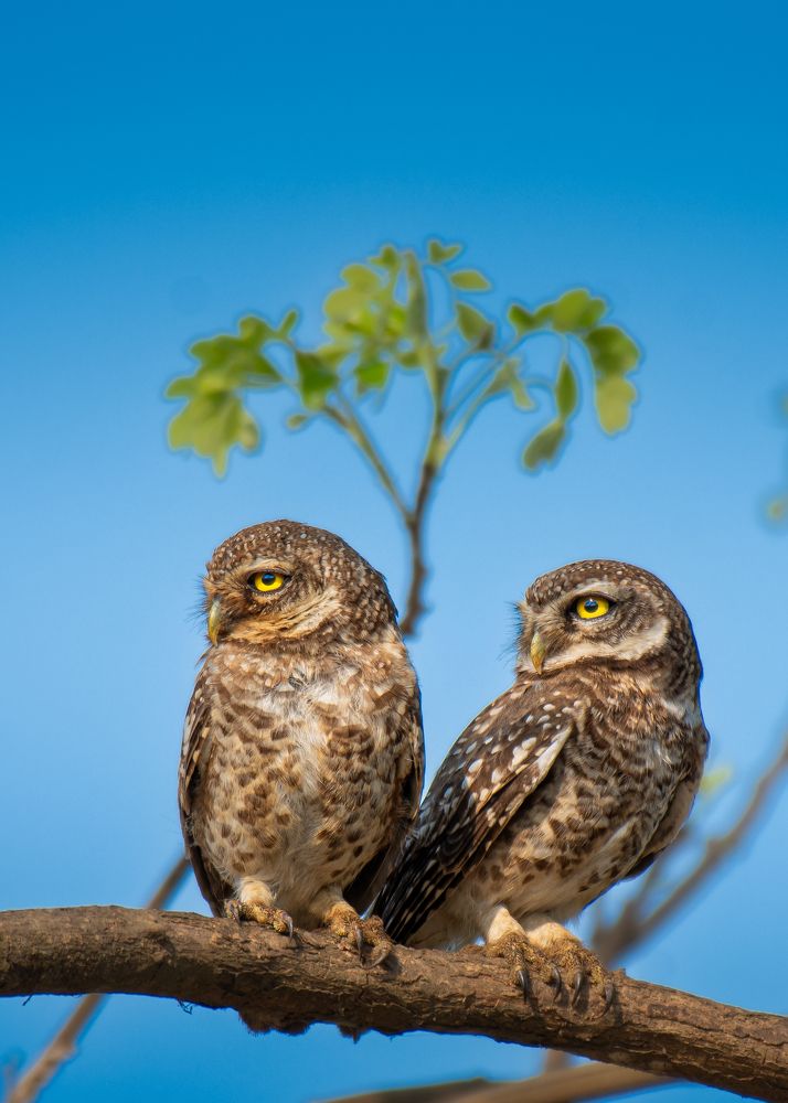Spotted owlets