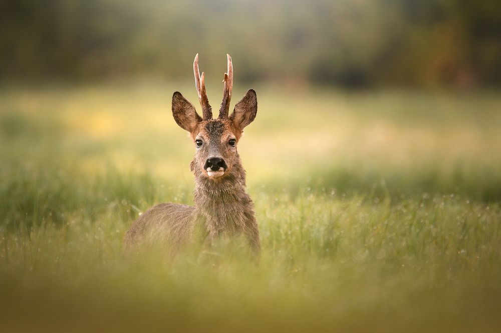 Un Instant avec la Nature Sauvage