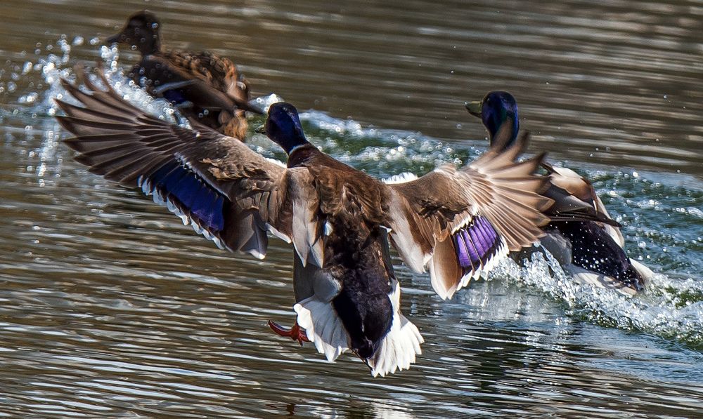 Photograph by Владимир Безбородов