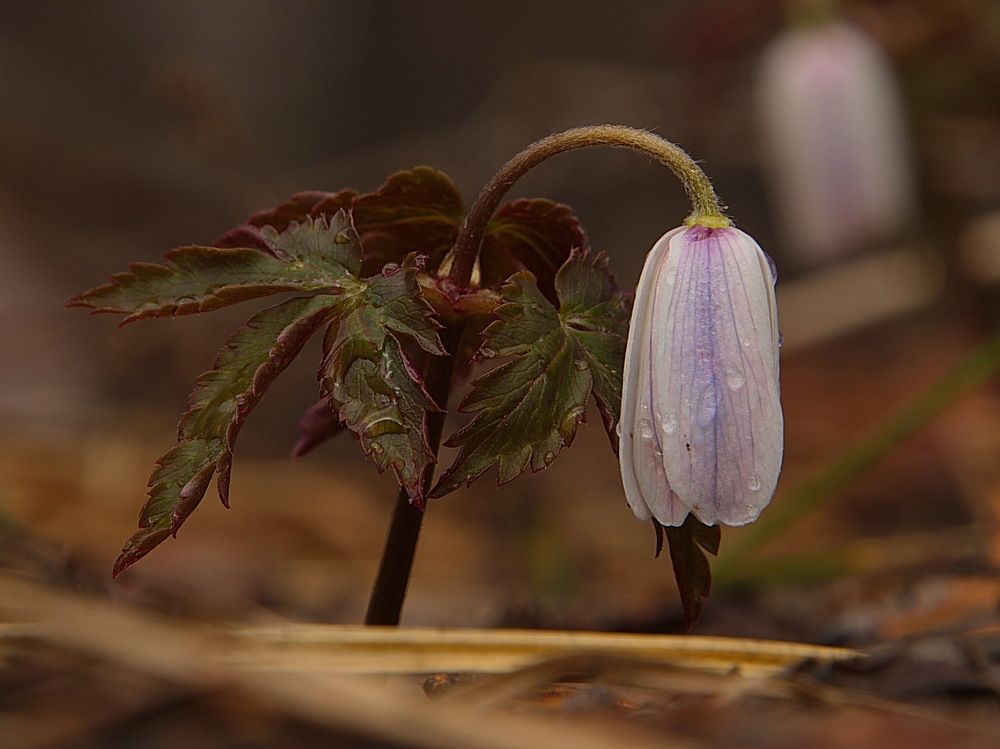 Первые цветы