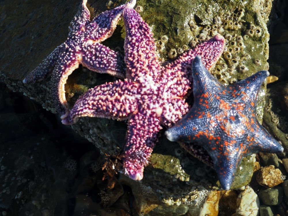 Photograph by Елена Шишкина