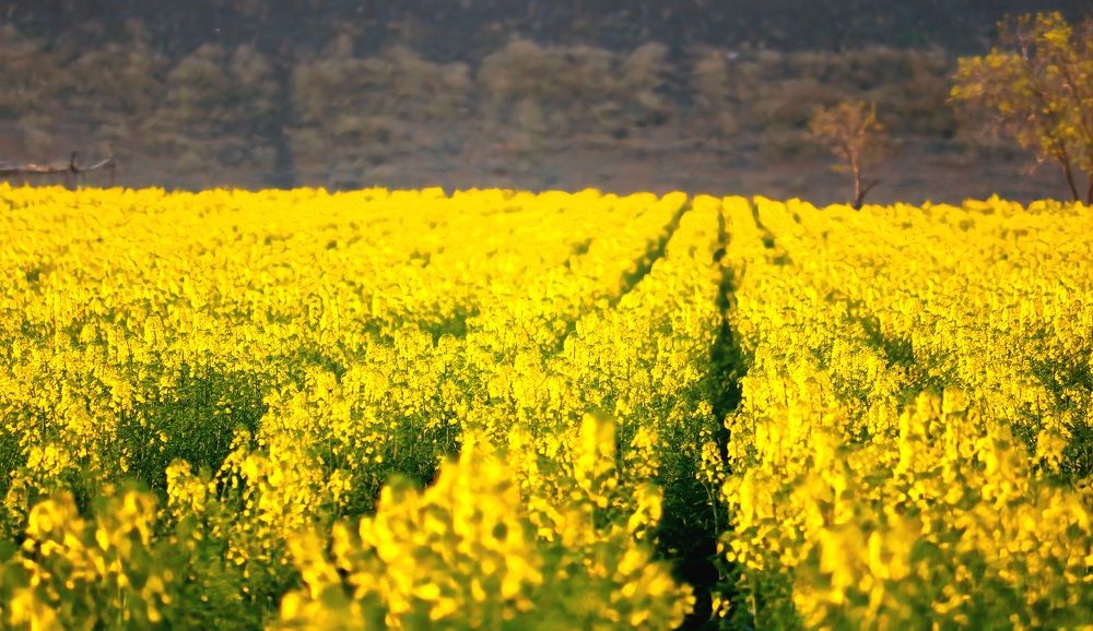 Photograph by Babak Akvan