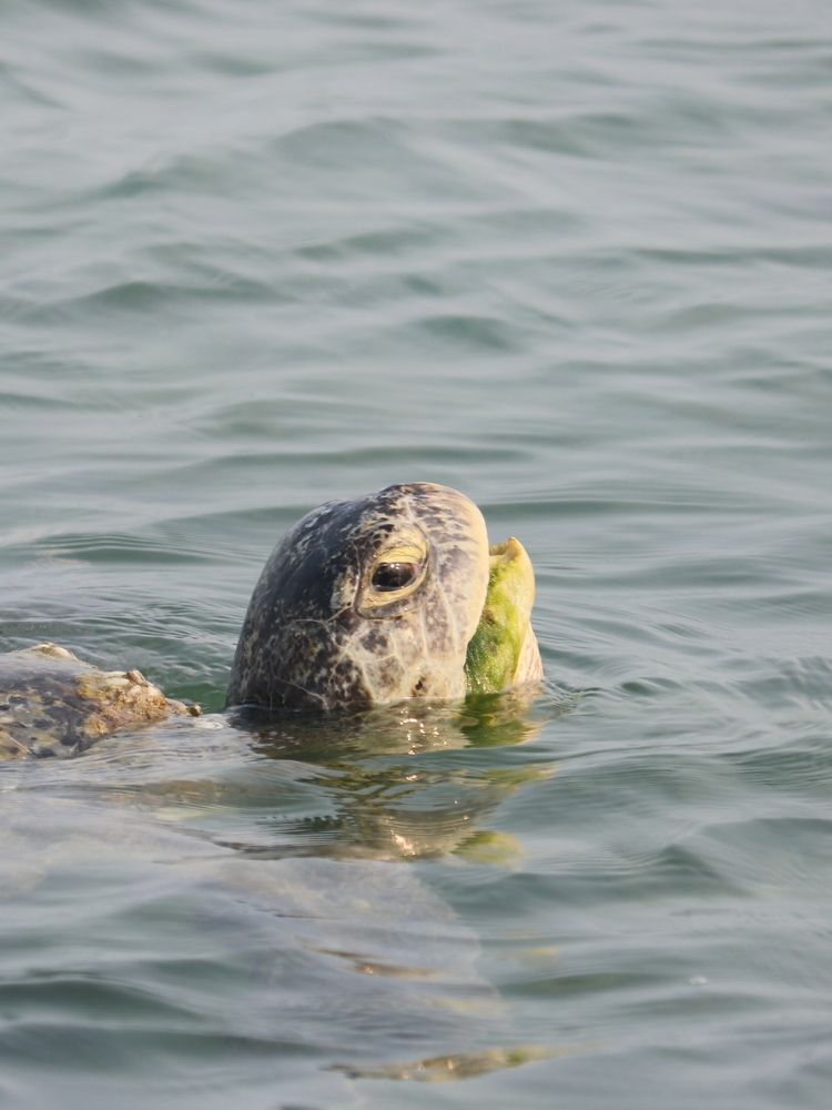 Photograph by Babak Akvan