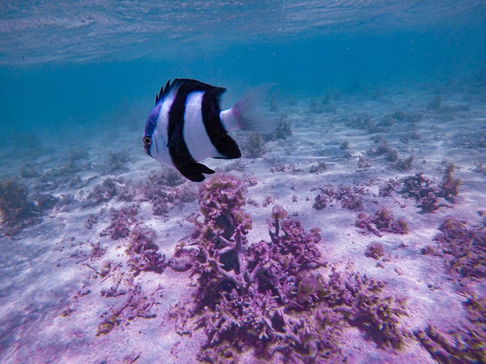 Photograph by Gawtam Julha