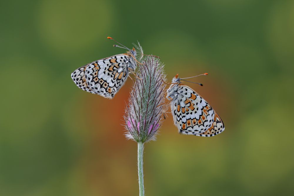 Photograph by İsmail