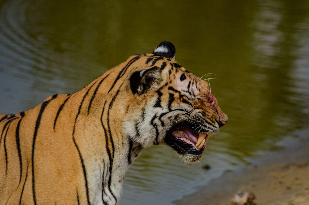 Photograph by Jaspreet Singh