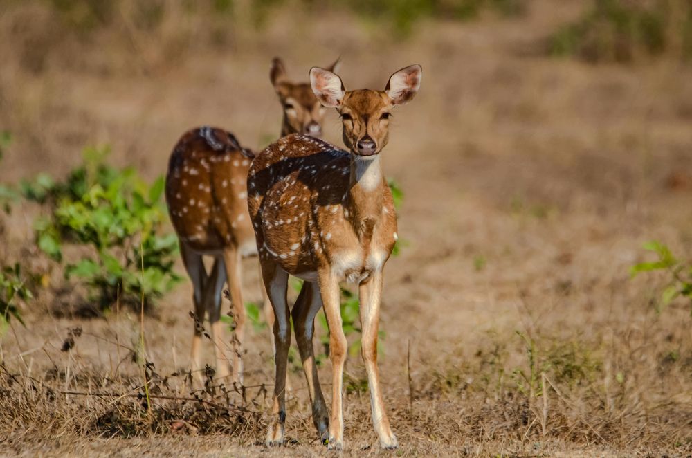 Photograph by Jaspreet Singh