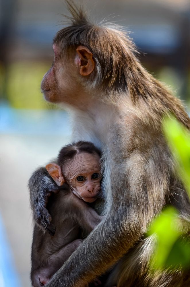 Photograph by Jaspreet Singh