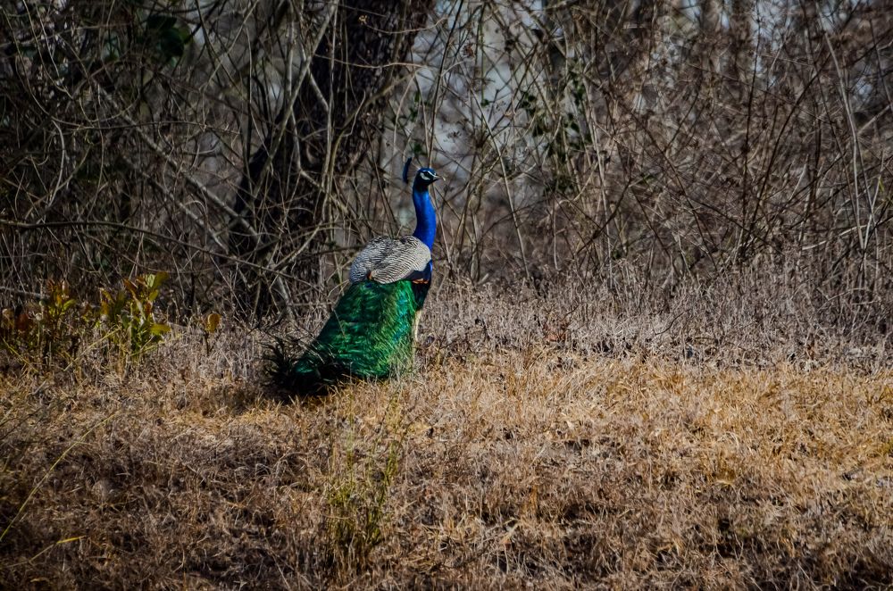 Photograph by Jaspreet Singh