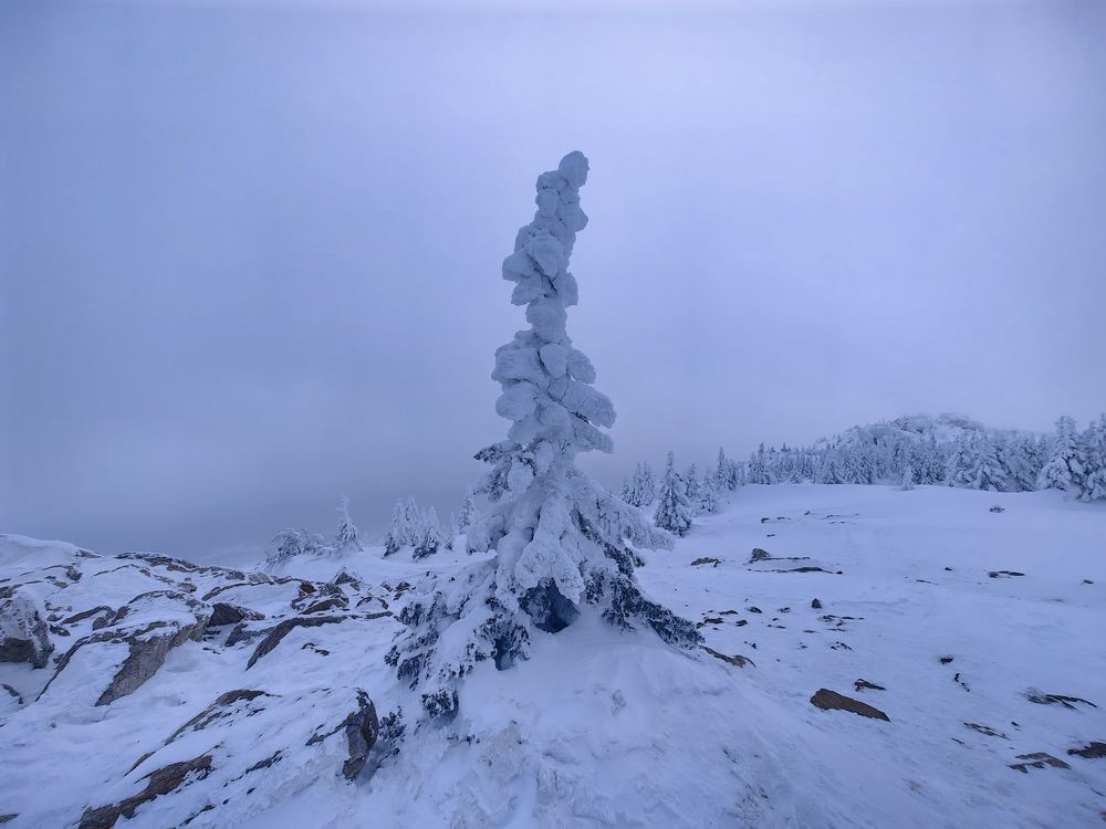 Серое безмолвие