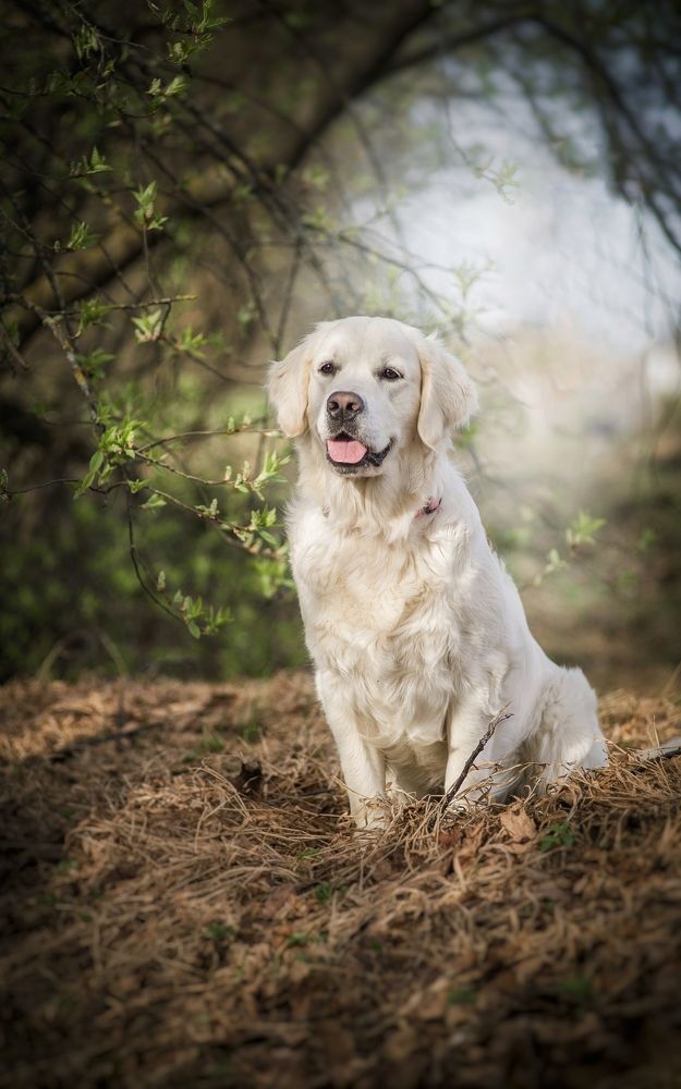 Photograph by Елена Раздвилова