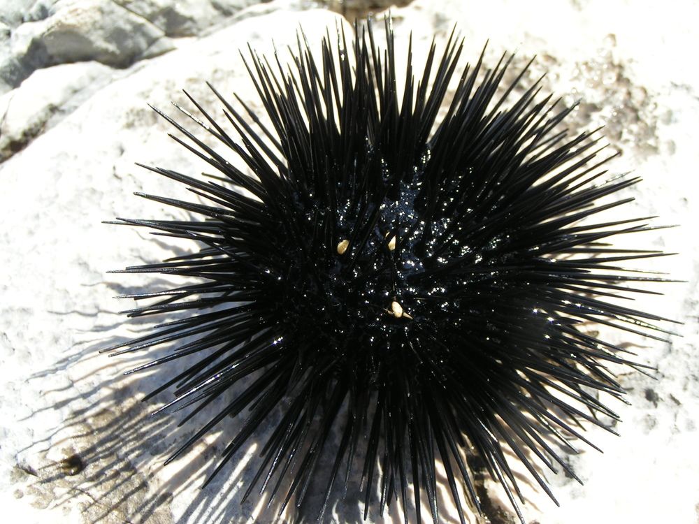 Фотография автора Dubravko Maricic