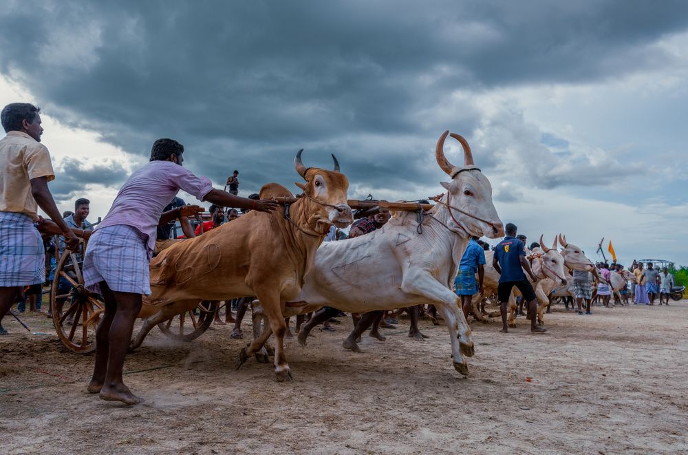 Preserving Tradition: The Iconic Bullock Cart Rides of Jaffna, Sri Lanka