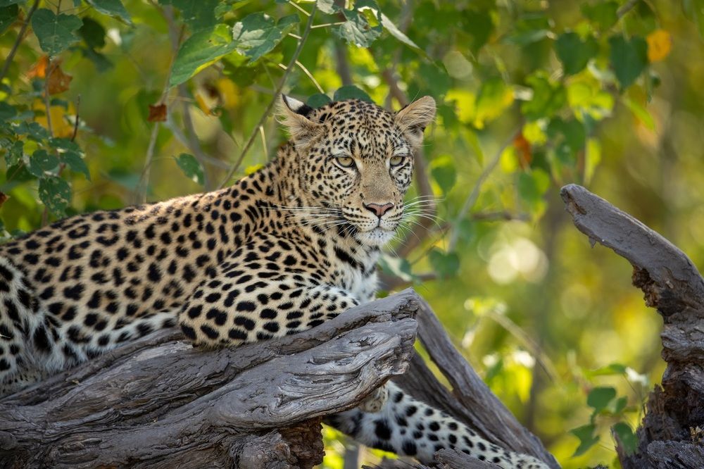 Photograph by Johan Willems