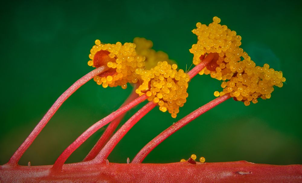 Photograph by Boris Bekelman