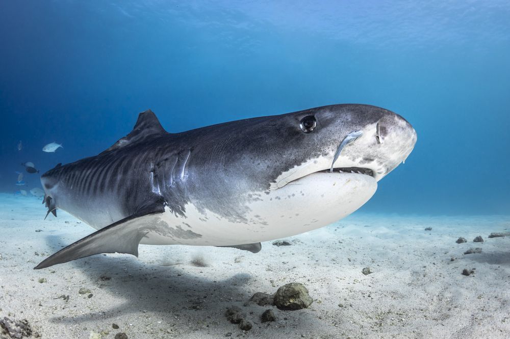 Photograph by Fabi Fregonesi