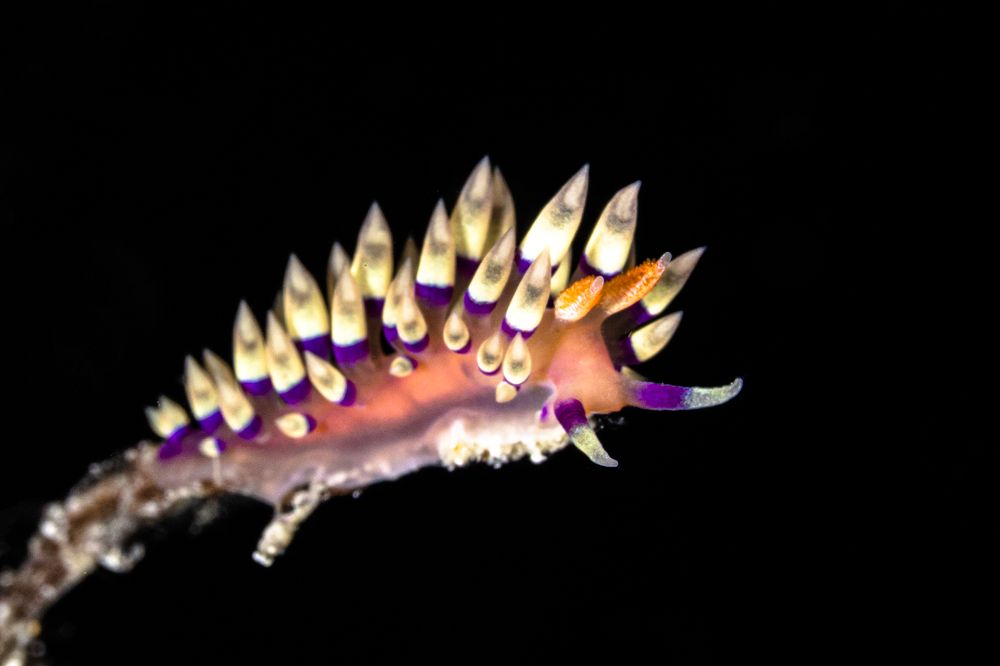 Фотография автора Fabi Fregonesi