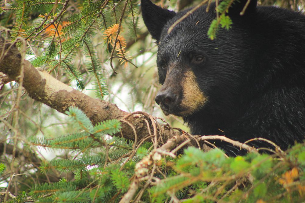 Наблюдатель