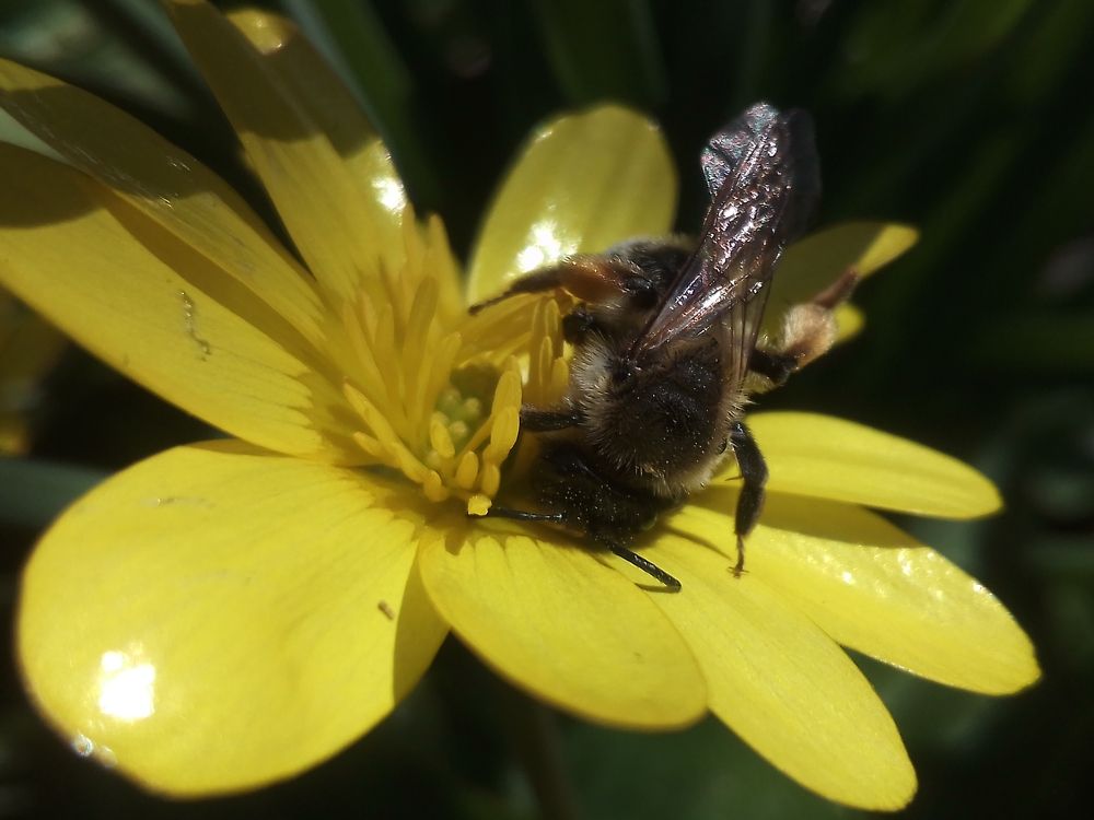 Пчёлка кувырком собирает пыльцу.