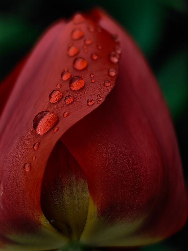 Фотография автора Ольга Панасюк