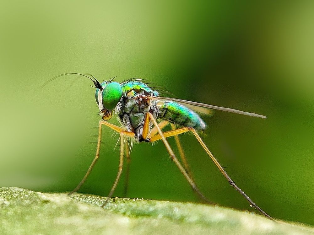 Фотография автора RAHUL SAHA