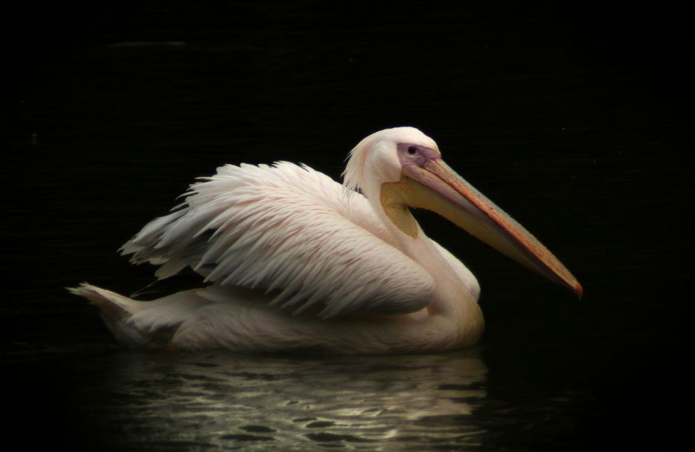 Photograph by Ricardo Venerando