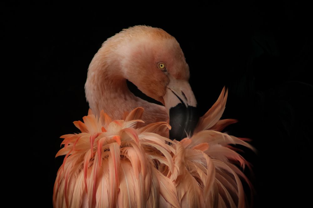 Photograph by Ricardo Venerando