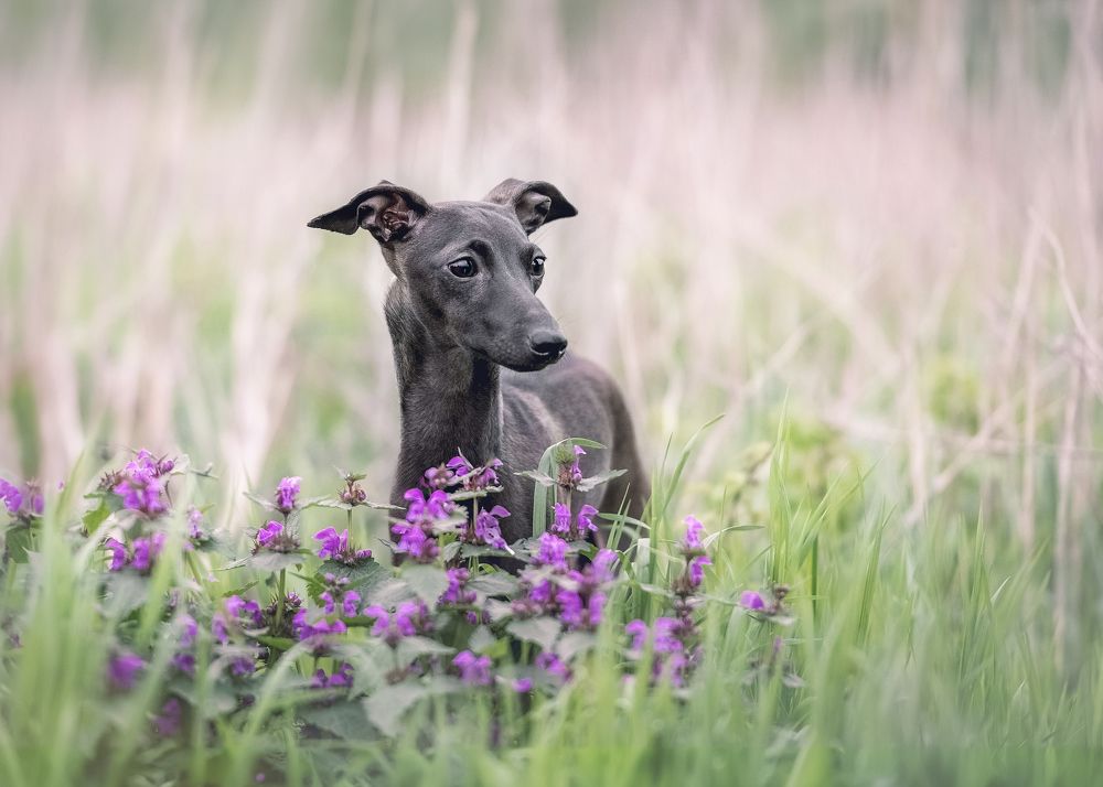 Photograph by Наталья Орел