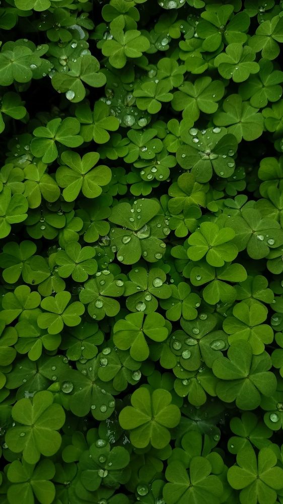 Morning Dew