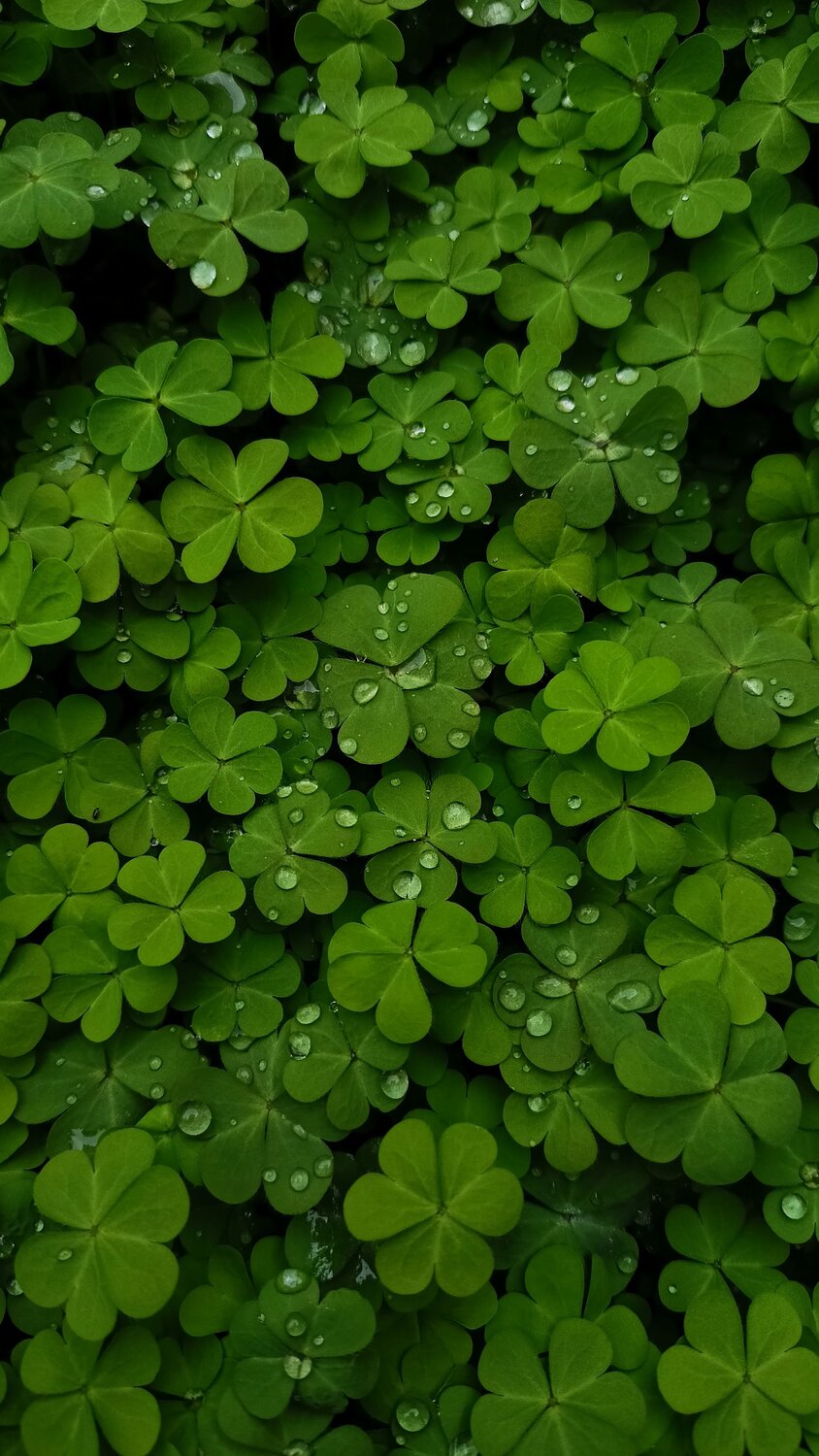 Morning Dew