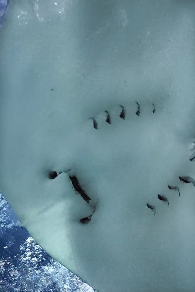 Photograph by Елена Шишкина